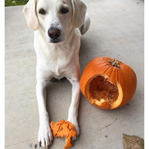 Doge, Doggo, Puppers... No Matter The Name This Pet Just Carved a Pumpkin